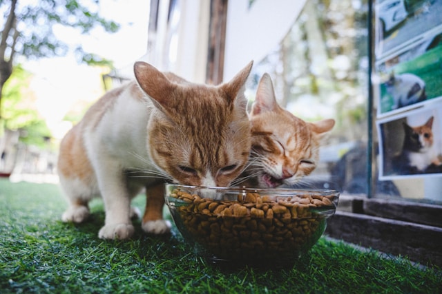 https://infopetsfood.com