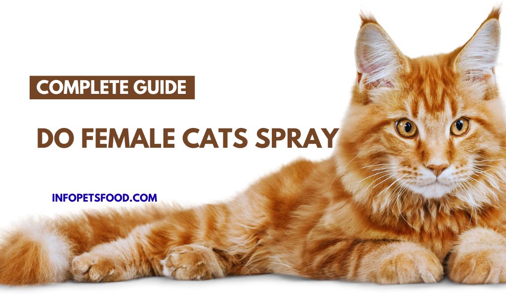 Do Female Cats Spray