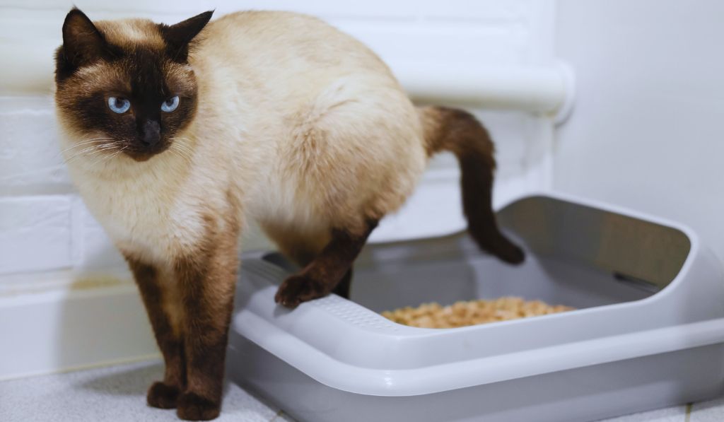 How to Get Rid of Cat Pee Smell: Complete Guide