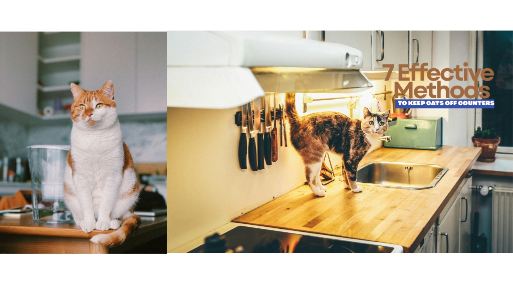 How do you keep a cat off the counter?