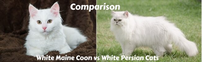 White Maine Coon vs White Persian Cats