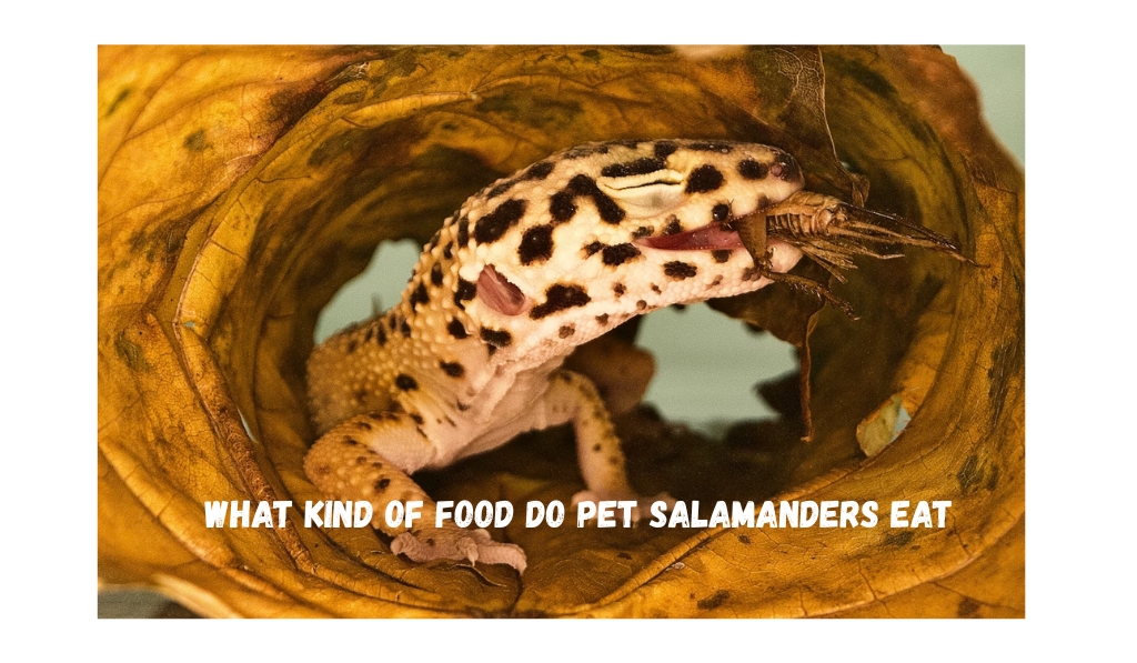 What Kind of Food Do Pet Salamanders Eat?