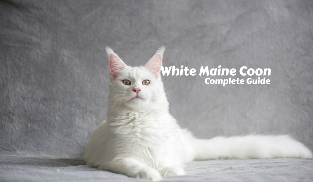 White Maine Coon