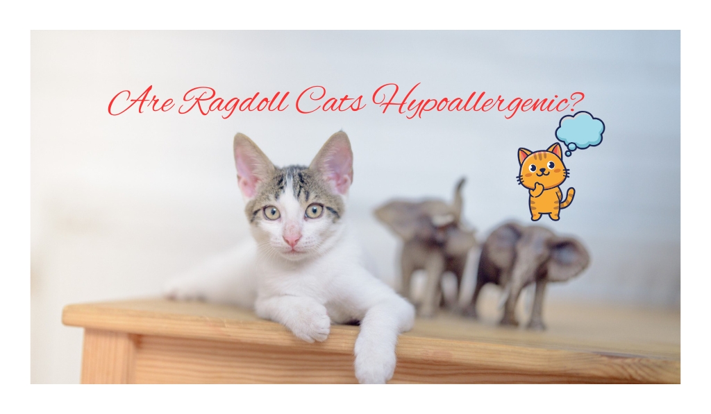 Are Ragdoll Cats Hypoallergenic?