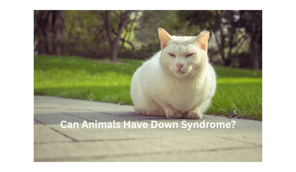 Animals Have Down Syndrome