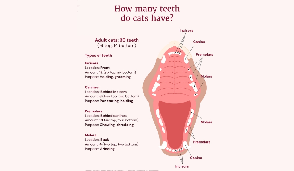 How Many Teeth Cats Have?