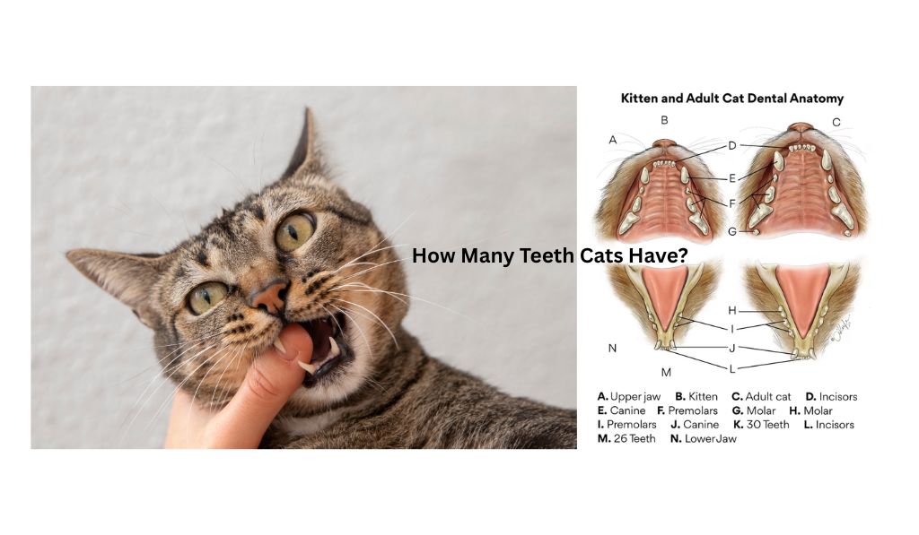 How many teeth cats have?