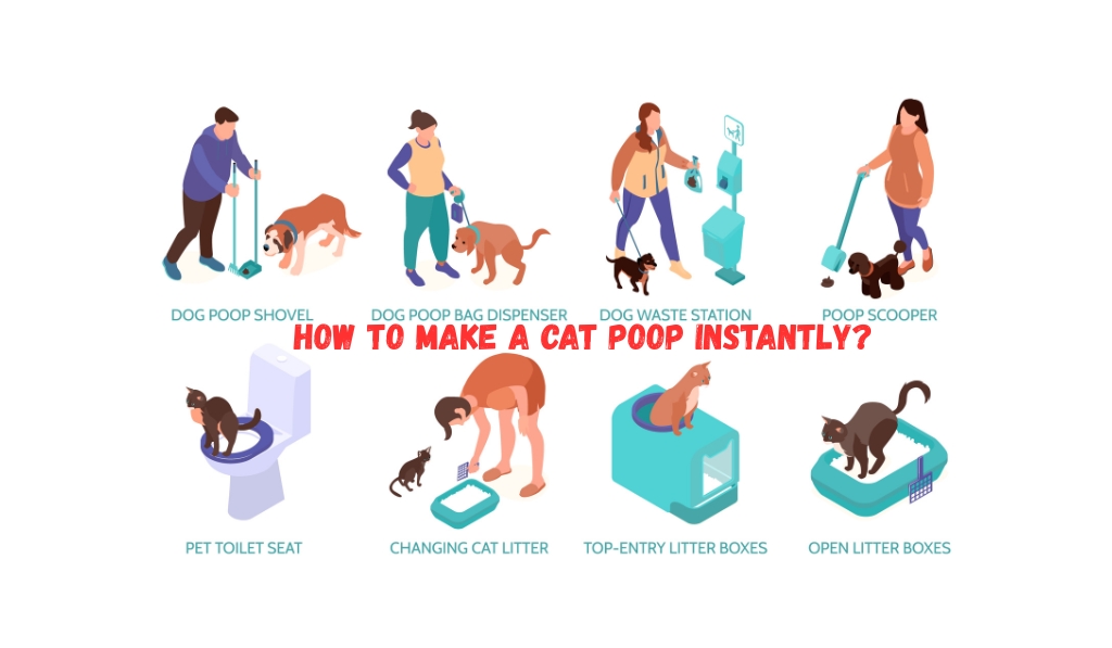 How to Make a Cat Poop Instantly?