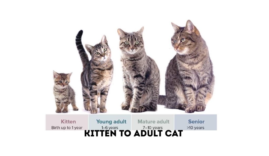 When does a kitten become a cat