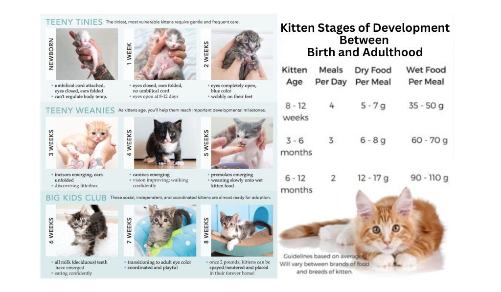 Kitten Stages of Development between Birth and Adulthood