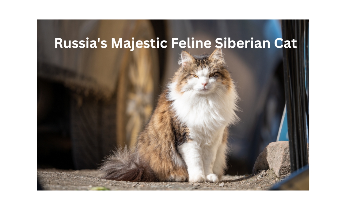 Russia's Majestic Feline Siberian Cat