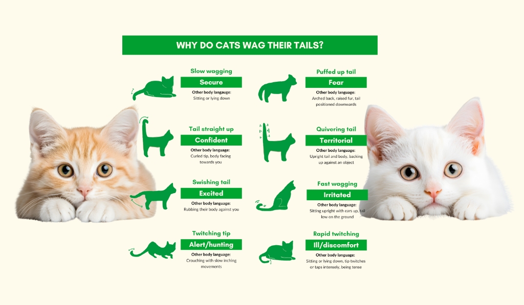 Why do cats wag their tails