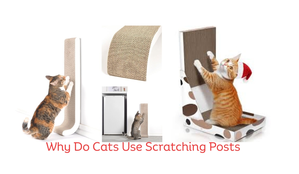 Why Do Cats Use Scratching Posts