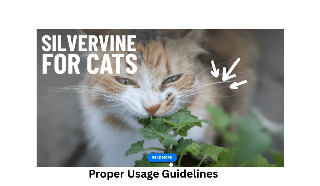 Is Silvervine Safe for Cats