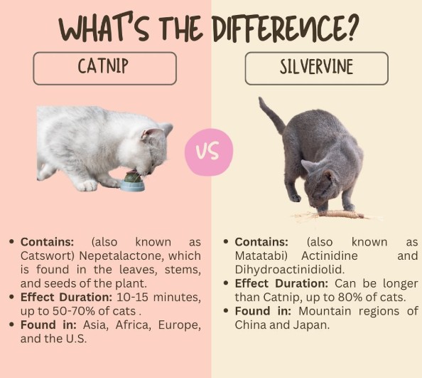 Silvervine-vs-Catnip